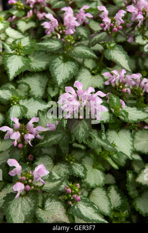 Lamium Maculatum 'Pink Pewter' Stockfoto