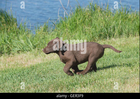 Acht Wochen alte Chesapeake Bay Retriever Welpe, laufen Stockfoto