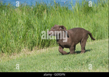 Acht Wochen alte Chesapeake Bay Retriever Welpe, laufen Stockfoto