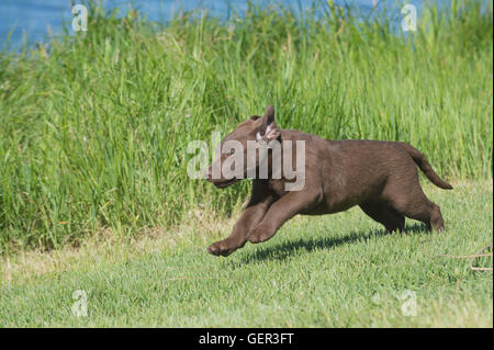Acht Wochen alte Chesapeake Bay Retriever Welpe, laufen Stockfoto