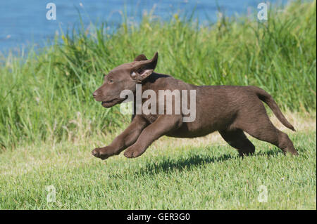 Acht Wochen alte Chesapeake Bay Retriever Welpe, laufen Stockfoto