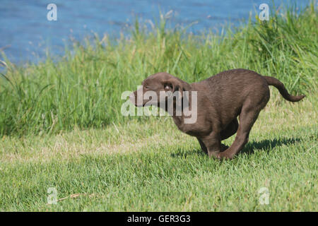 Acht Wochen alte Chesapeake Bay Retriever Welpe, laufen Stockfoto