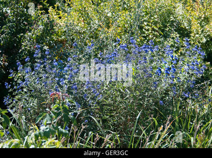 Caryopteris Stockfoto