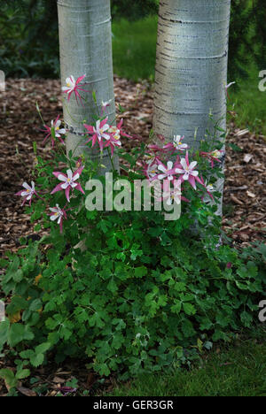 Rosa und weiße Aquilegia Akelei neben Aspen Baum Stockfoto