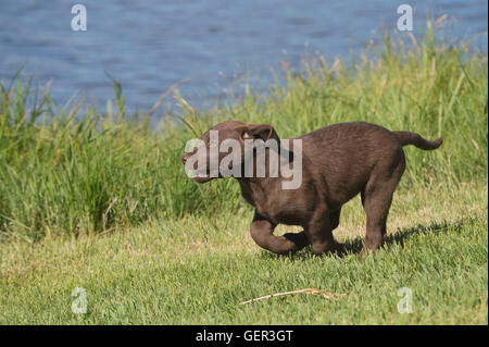 Acht Wochen alte Chesapeake Bay Retriever Welpe, laufen Stockfoto