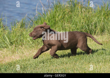 Acht Wochen alte Chesapeake Bay Retriever Welpe, laufen Stockfoto