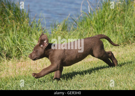 Acht Wochen alte Chesapeake Bay Retriever Welpe, laufen Stockfoto