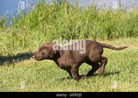 Acht Wochen alte Chesapeake Bay Retriever Welpe, laufen Stockfoto