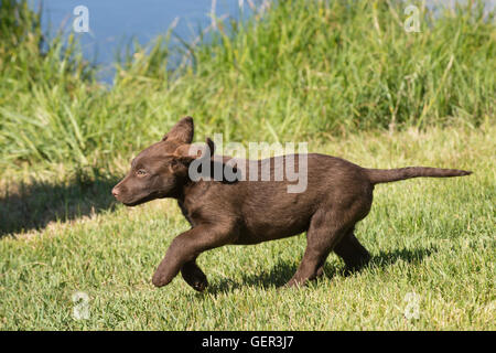Acht Wochen alte Chesapeake Bay Retriever Welpe, laufen Stockfoto