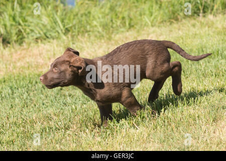 Acht Wochen alte Chesapeake Bay Retriever Welpe, laufen Stockfoto