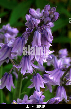 Scilla Hispanica hautnah Stockfoto