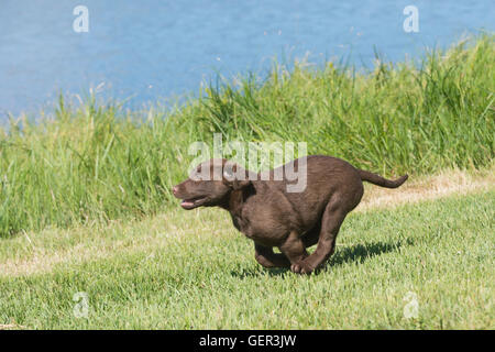 Acht Wochen alte Chesapeake Bay Retriever Welpe, laufen Stockfoto