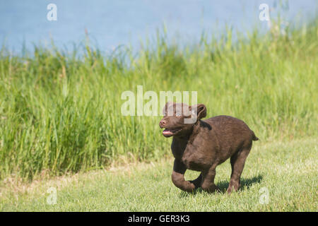 Acht Wochen alte Chesapeake Bay Retriever Welpe, laufen Stockfoto