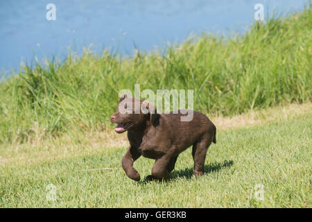 Acht Wochen alte Chesapeake Bay Retriever Welpe, laufen Stockfoto