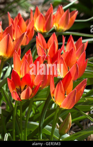 Tulpe "Kleine Prinzessin" Stockfoto