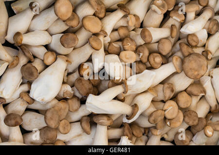 König Austernpilz - viele Pilze Hintergrund Stockfoto