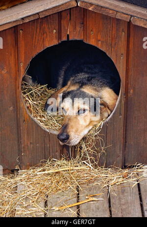 Zoologie / Tiere, Säugetier / Säugetier, Hund, Mischling, Hund in der Hundehütte, Deutschland Stockfoto