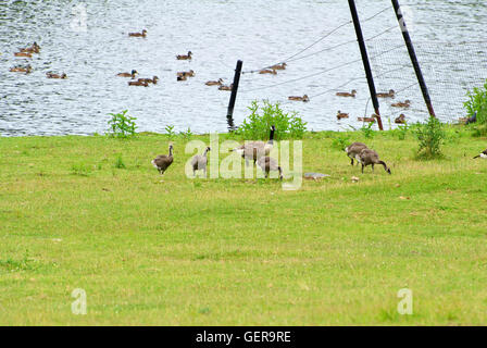 Kanadische Gänse Familie Beweidung in den Rasen und Mallard Enten schwimmen im Hintergrund Stockfoto