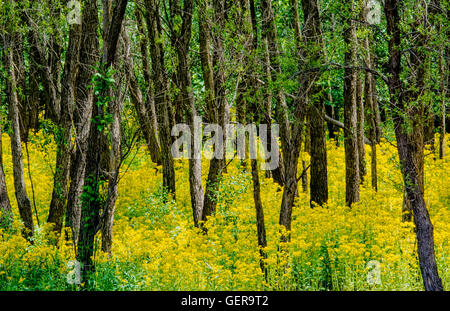 Butterweed in voller Blüte Stockfoto