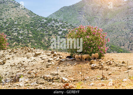 Herde Bergschafe Weiden unter einer blühenden Bush auf dem Hintergrund einer Gebirgslandschaft. Feriendorf Bali, Crete Stockfoto