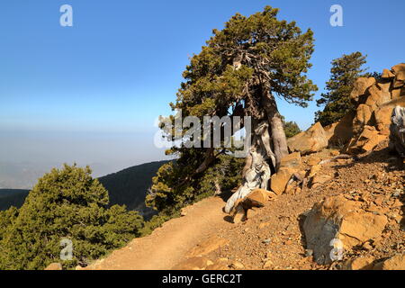 Wacholder in der Nähe von Berg Olympus im Troodos-Gebirge, Zypern Stockfoto