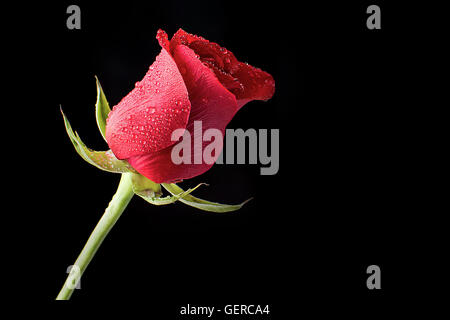 Schöne und frische rote Rose im Morgentau auf einem schwarzen Hintergrund gebadet Stockfoto