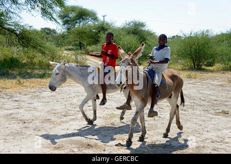 Jungen auf Eseln, Botswana Stockfoto