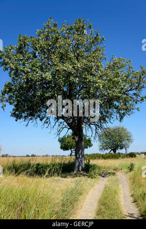 Wurst-Baum, Moremi Wildlife Reserve, Okavangodelta, Botswana, (Kigelia Africana) Stockfoto