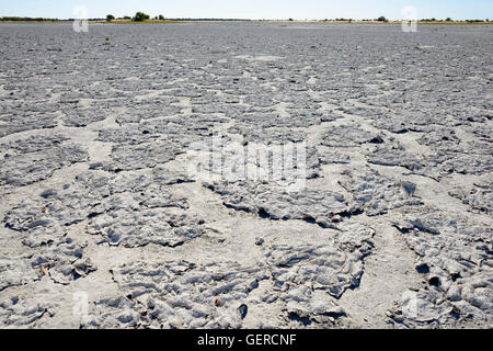 Salzkruste, Kudiakam Pan, Nxai Pan National Park, Botswana Stockfoto