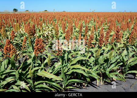 Hirse-Feld in der Nähe von Transport, Botswana Stockfoto