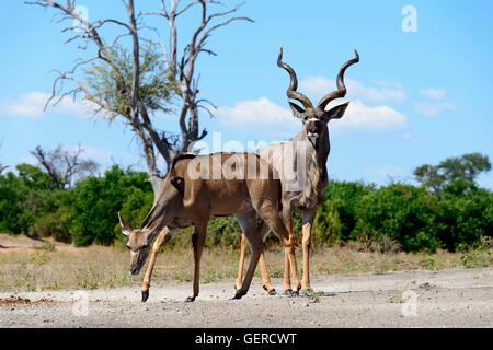 Große Kudu, Chobe Nationalpark, Botswana (Tragelaphus Strepsiceros) Stockfoto