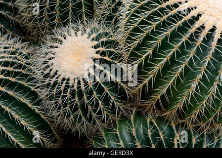 Goldkugelkaktus, Echinocactus grusonii Stockfoto