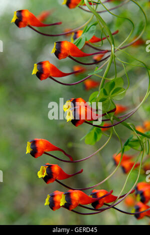 Kapuzinerkresse, Tropaeolum tricolor Stockfoto