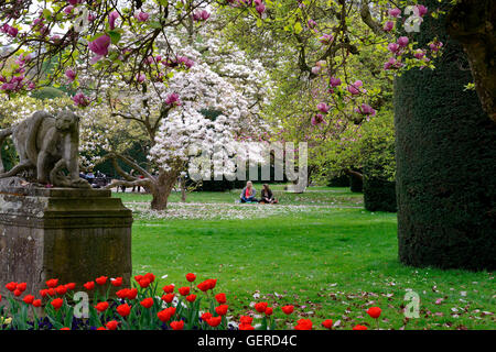 Marischer Garten, Bluehende Magnolienbaeume Wilhelma Zoologisch-Botanischen Garten, Stuttgart, Baden-Württemberg, Deutschland Stockfoto