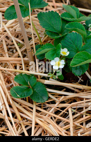 Erdbeerpflanze Mit Strohunterlage, Erdbeeranbau, Fragaria SP., Sorte Mieze Schindler Stockfoto