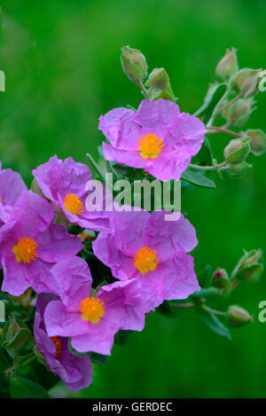 Weissliche Zistrose, Cistus albidus Stockfoto