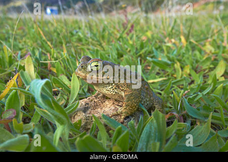 Natterjack Kröte, Bufo Calamita, Benalmadena, Malaga, Andalusien, Spanien Stockfoto