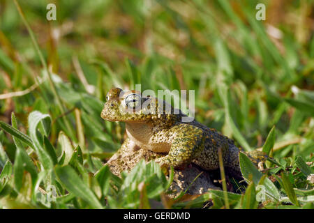 Natterjack Kröte, Bufo Calamita, Benalmadena, Malaga, Andalusien, Spanien Stockfoto