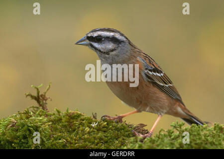 Rock Bunting (Emberiza cia), Benalmadena, Malaga, Andalusien, Spanien Stockfoto