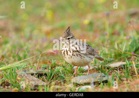 Crested Lark (Galerida Cristata), Provinz Malaga, Andalusien, Spanien Stockfoto