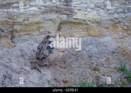 Junger Uhu Mit Kaninchen, Niedersachsen, Deutschland (Bubo Bubo) Stockfoto