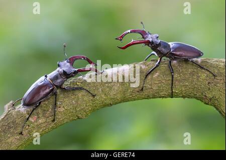 Hirschkaefer, Niedersachsen, Deutschland (Lucanus Cervus) Stockfoto