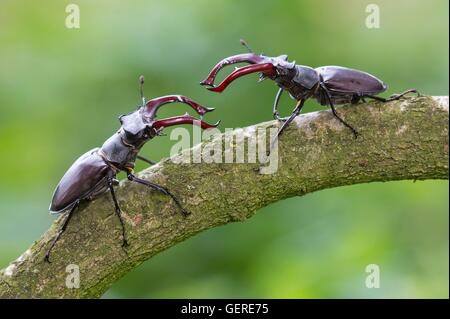 Hirschkaefer, Niedersachsen, Deutschland (Lucanus Cervus) Stockfoto