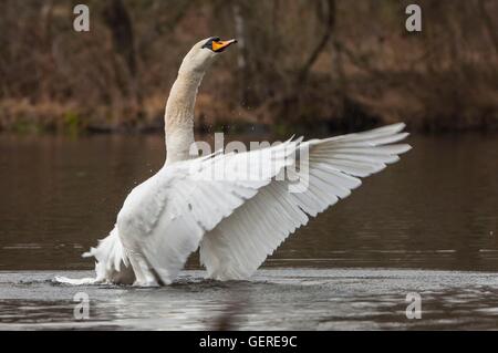 Hoeckerschwan, Niedersachsen, Deutschland (Cygnus Olor) Stockfoto