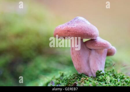 Rosa Rettich-Helmling (Mycena Rosea), Niedersachsen, Deutschland Stockfoto