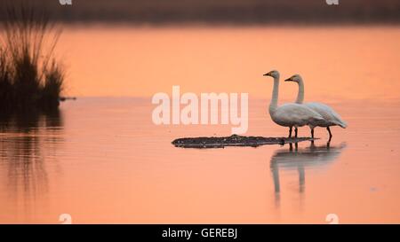 Singschwaene, Goldenstedter Moor, Niedersachsen, Deutschland (Cygnus Cygnus) Stockfoto