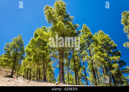 Hohen Kiefern an den Hängen eines Berges in Gran Canaria, Spanien Stockfoto