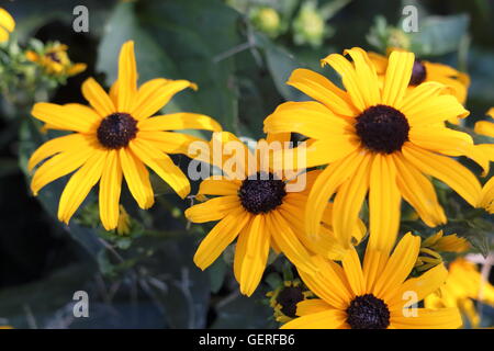 Nahaufnahme des Black-Eyed Susan Blumen Stockfoto