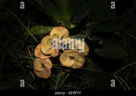 wilde Euphorbia Blumen. Stockfoto