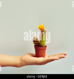 Nahaufnahme der Hand eines jungen kaukasischen Mann mit einen kleinen Ladyfinger Kaktus mit einer gelben Blume in einer braunen Blumentopf gegen Stockfoto